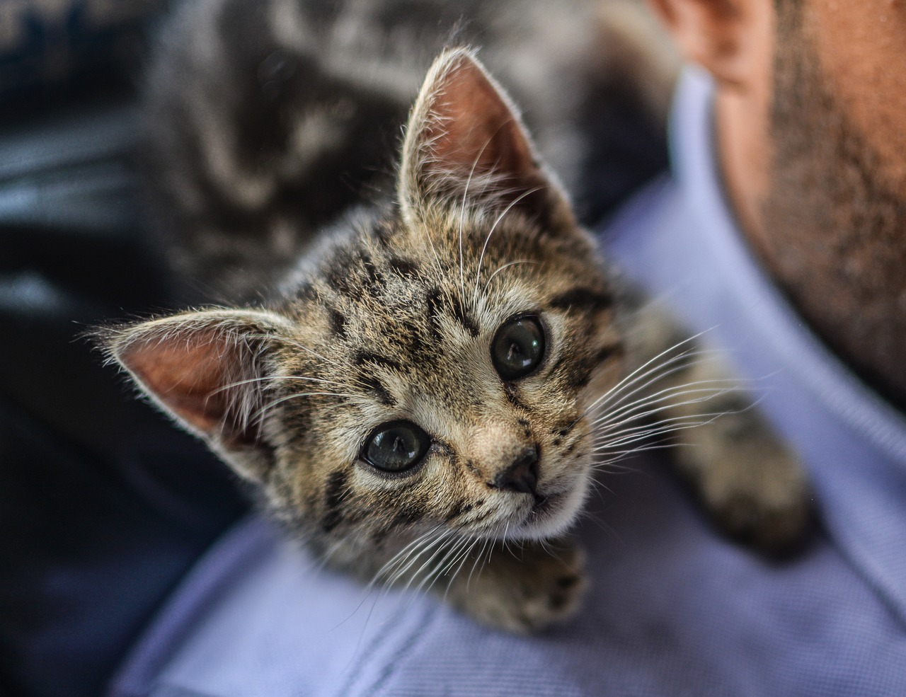 kitten 2353403 1280